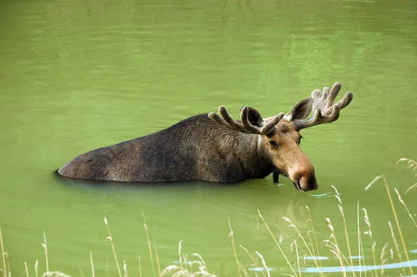 Elk, moose — Stockfoto