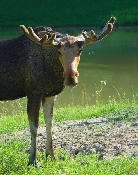 Elk, moose