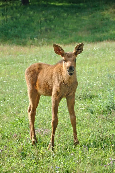 婴儿麋鹿 — 图库照片