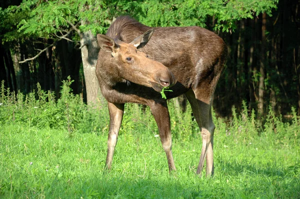 Baby elk — Stock Photo, Image