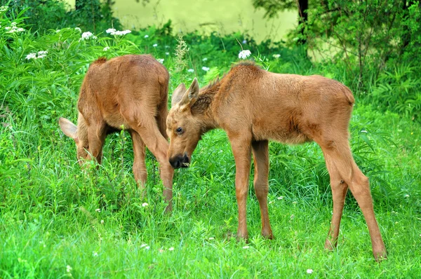 Baby Elk — Stock fotografie