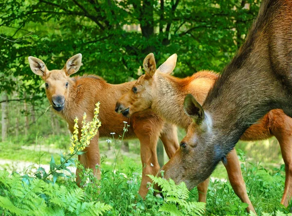 麋鹿家庭 — 图库照片