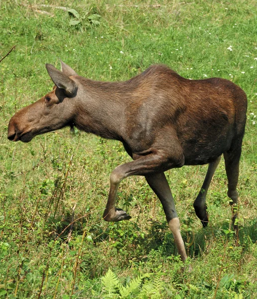 Elk Moose — Stockfoto