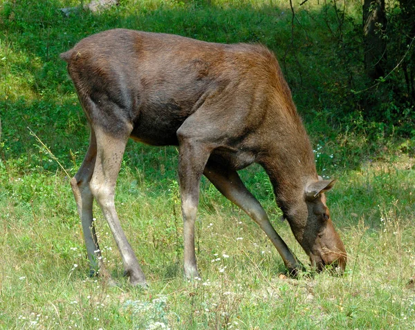 Elk Moose — Stock Photo, Image