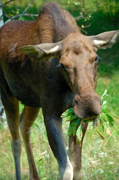 Elk, moose — Stockfoto