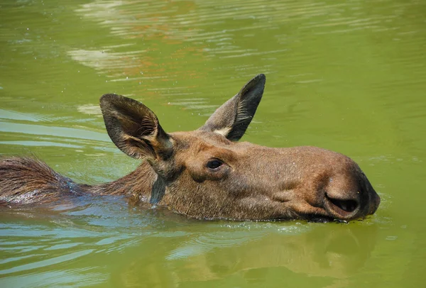 Elk Moose — Stock Photo, Image