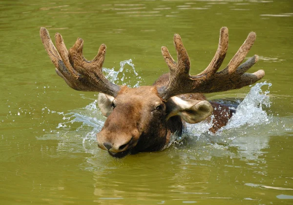 Elk, moose — Stock Photo, Image