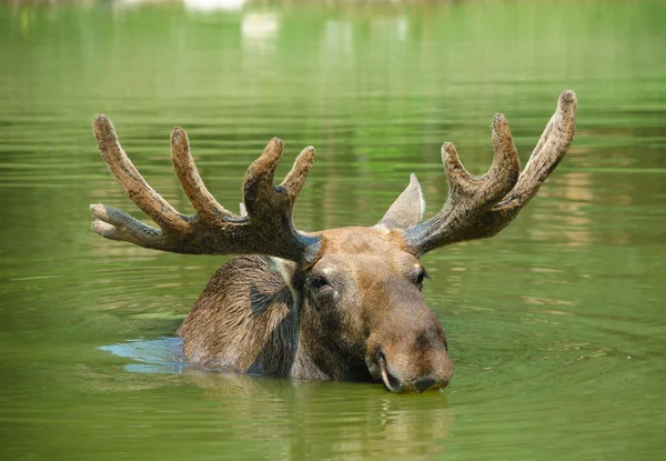 Elk, moose — Stock Photo, Image