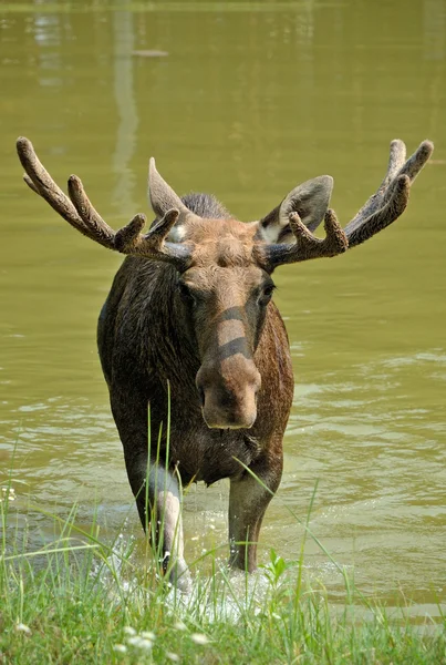 Elk, geyik — Stok fotoğraf