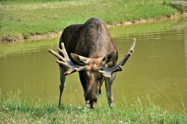 Elk, moose