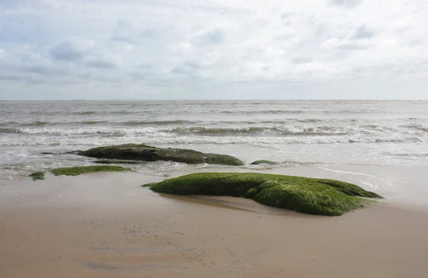 stock image Lonely beach rocks with seaweed in Rocha state, northern Uruguay.