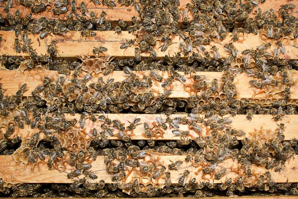 Werkende bijen — Stockfoto