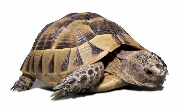 Черепаха — стокове фото