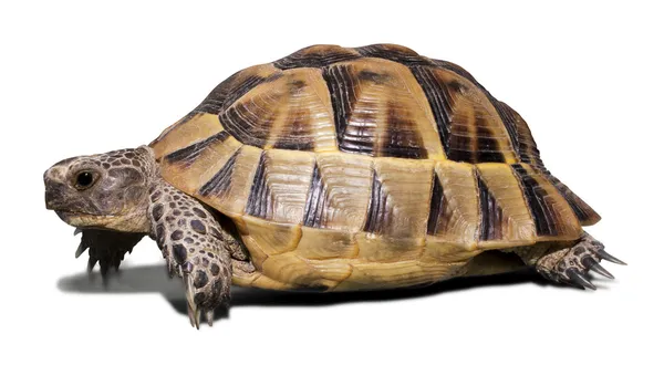 Sköldpadda — Stockfoto