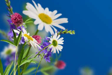 Daisywheel flowers clipart