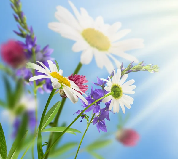白色的花 Daisywheels 和野生三叶草与太阳在蓝色背景 — 图库照片