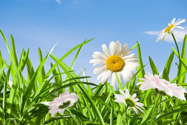 Daisywheel květiny — Stock fotografie