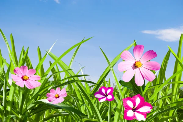 Grön Ört Med Rosa Blommor Bakgrunden Himlen Sol Dag — Stockfoto