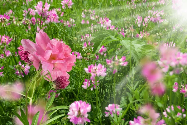 Sok Virágok Rózsaszín Fehér Szirom Zöld Levél Mező Rét — Stock Fotó