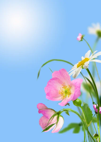 白色的花 Daisywheels 和与太阳在蓝色背景上的野玫瑰 — 图库照片