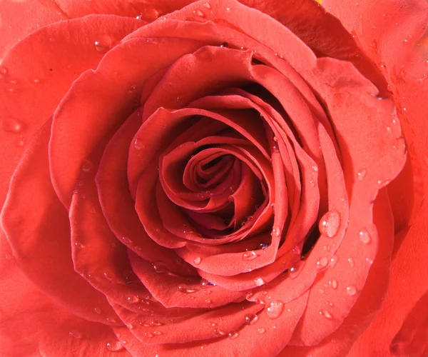 Vermelho Rosa Closeup Com Gota — Fotografia de Stock