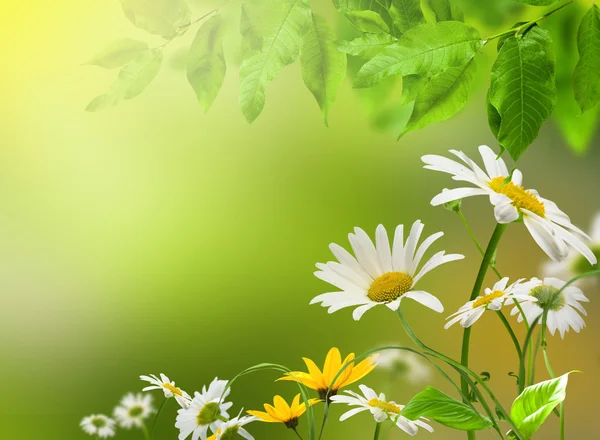 Bloemen daisywheel — Stockfoto