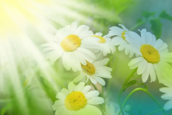 与太阳光芒的蓝色和绿色背景上的白色 Daisywheels — 图库照片
