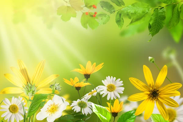 Blommor daisywheel — Stockfoto