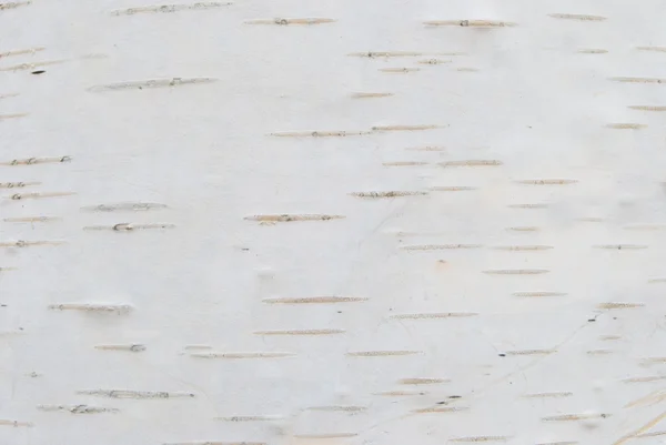 Sfondo Legno Bianco Albero — Foto Stock