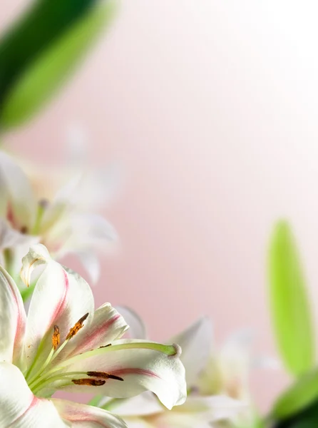 Çiçekler lily — Stok fotoğraf