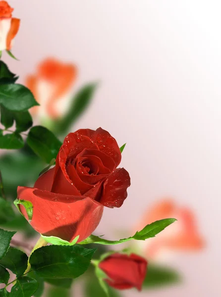 Rouge Rose Avec Des Feuilles Vertes Sur Fond Rose — Photo