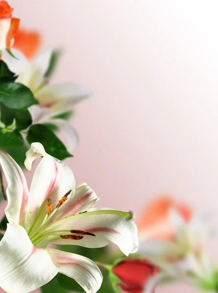 Flowers lily — Stock Photo, Image