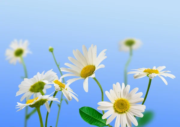 Daisywheels biały — Zdjęcie stockowe