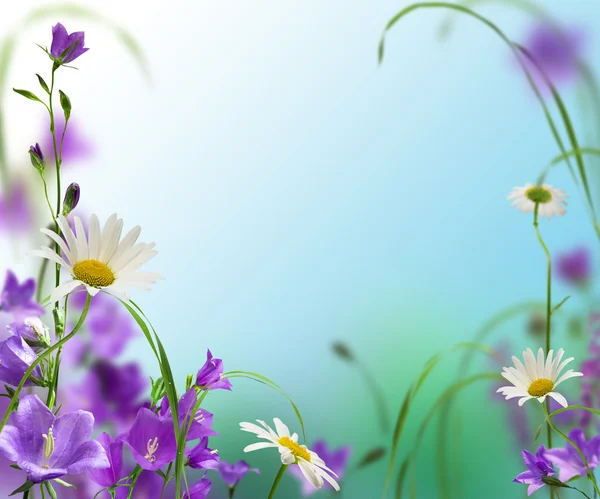 Daisywheel kwiaty — Zdjęcie stockowe
