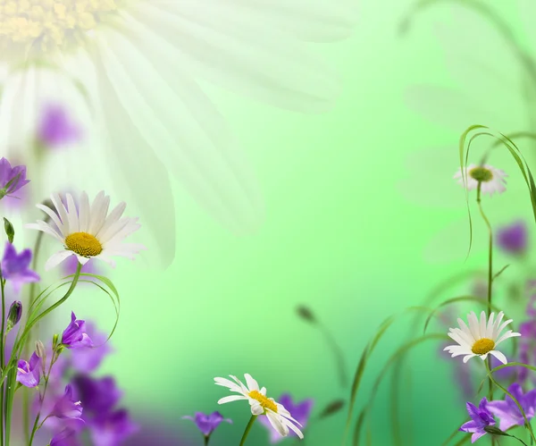 Daisywheel virágok — Stock Fotó