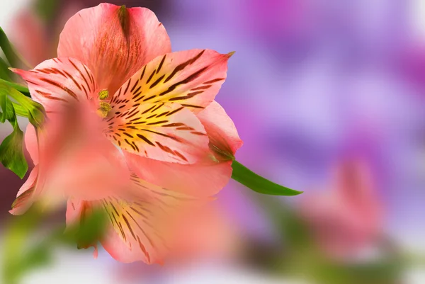 Kırmızı Çiçek Lily Ile Mavi Arka Plan Kart Yeşil Yaprak — Stok fotoğraf