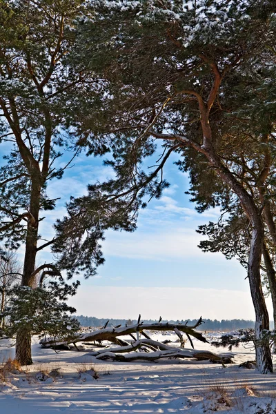 Pine Forest Edge Window Blue Sky Cold Winter Landscape Covered Royalty Free Stock Images