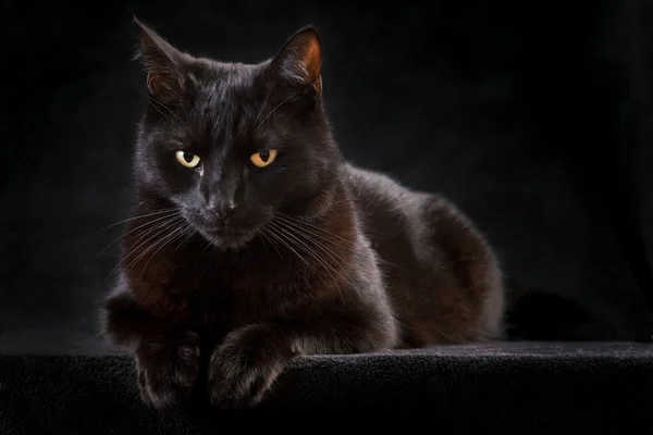 Чорна кішка Стокове Зображення