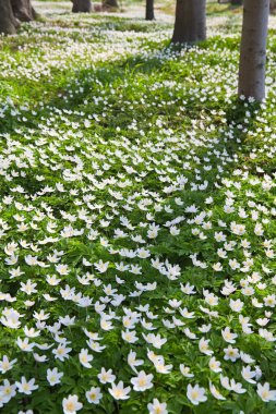 ahşap anemone bahar orman