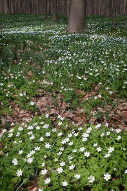 ahşap anemone bahar orman