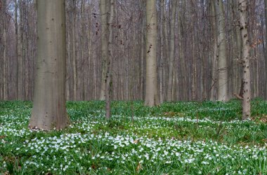 ahşap anemone bahar orman