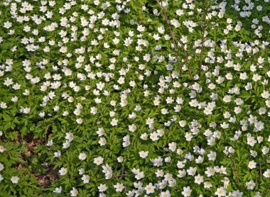 ahşap anemone bahar orman