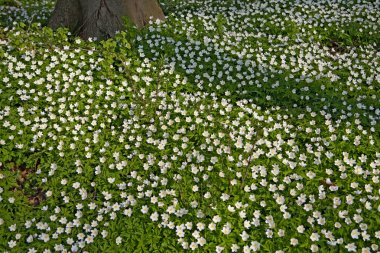 ahşap anemone bahar orman