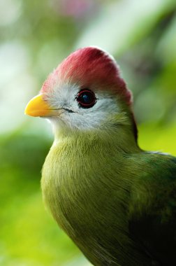 Red crested turaco clipart