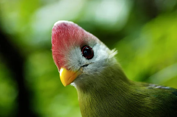 Red crested turaco — Stock Photo, Image