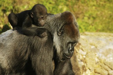 Mother and baby gorillas clipart