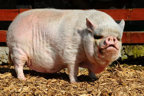 Большая вьетнамская пузатая свинья — стоковое фото