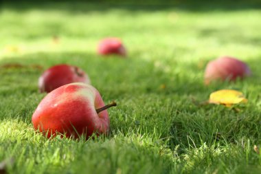 Fallen apples. clipart