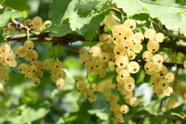 White currants. clipart