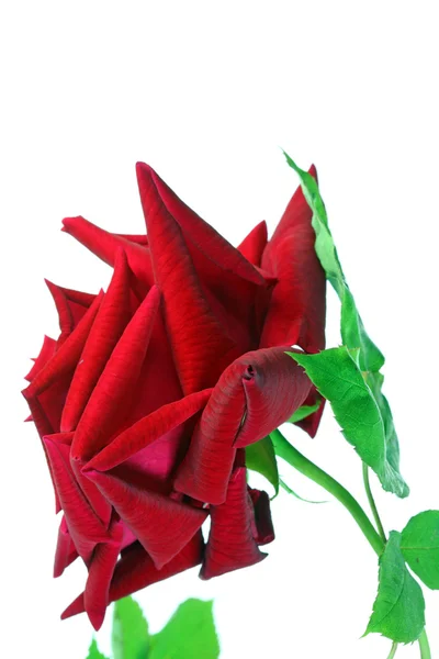 Rosa roja sobre blanco. —  Fotos de Stock